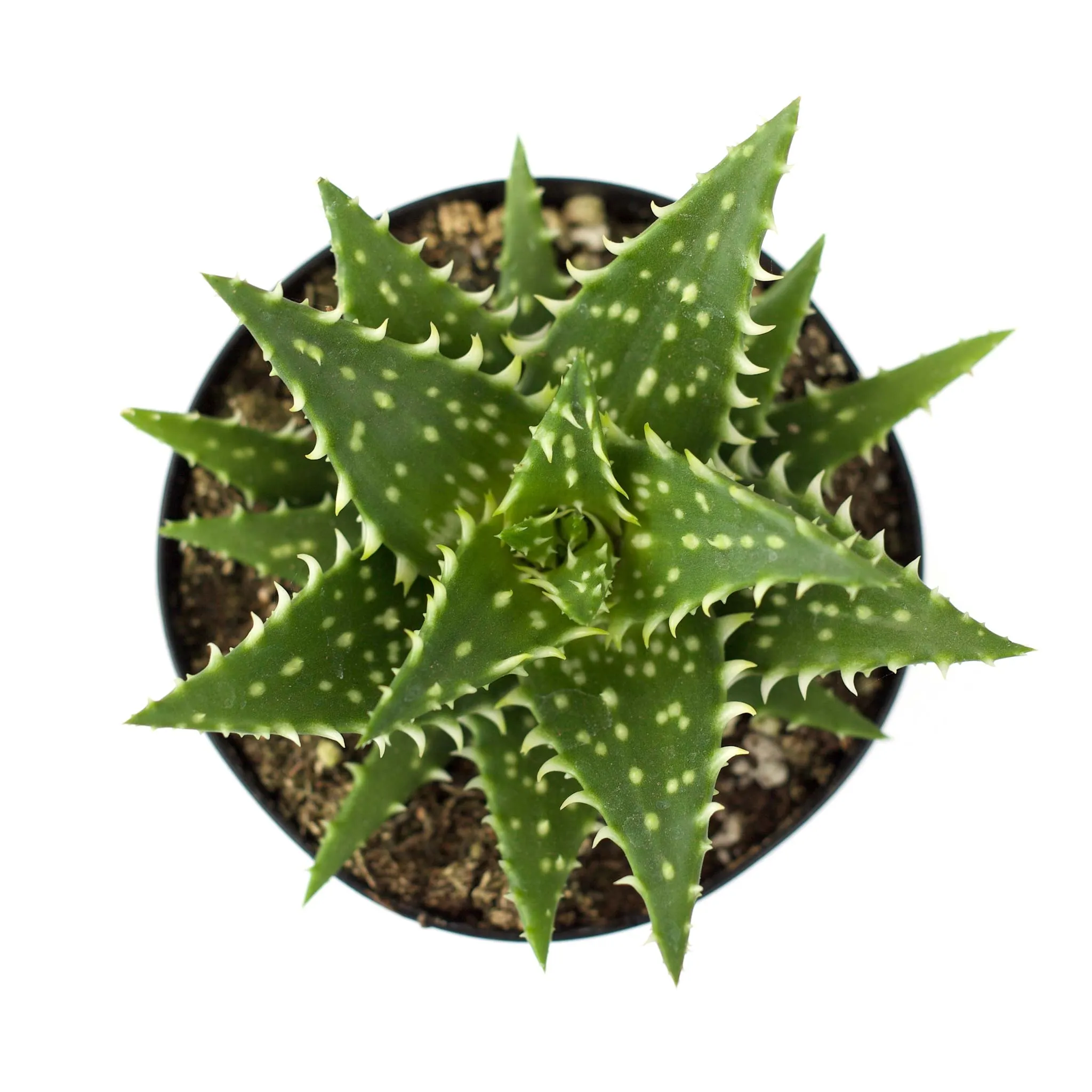 Aloe 'Minnie Belle'