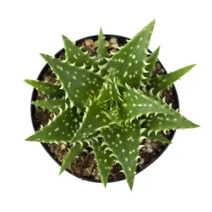 Aloe 'Minnie Belle'